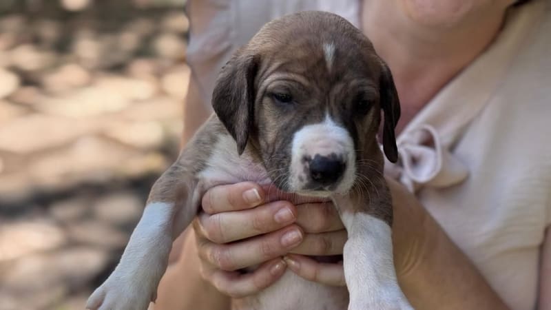 Programa de Castração Gratuita em Goiânia tem 1,5 mil vagas para cães e gatos