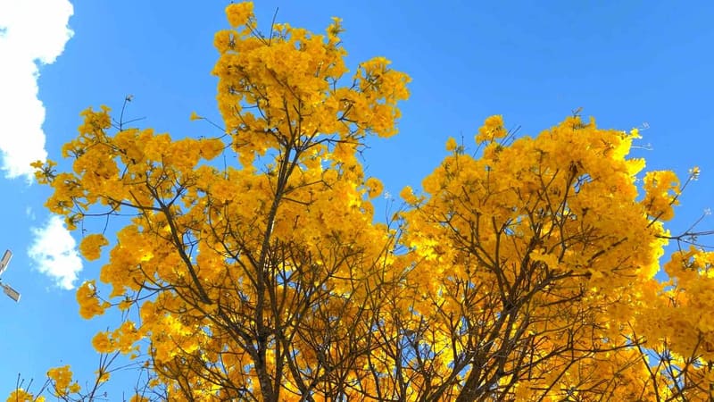 Goiânia: Com cerca de 50 mil exemplares, ipês transformam paisagem durante período de floração