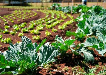 Programa em Goiânia permite troca de materiais recicláveis por alimentos