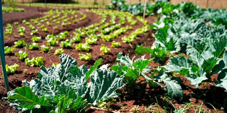Programa em Goiânia permite troca de materiais recicláveis por alimentos