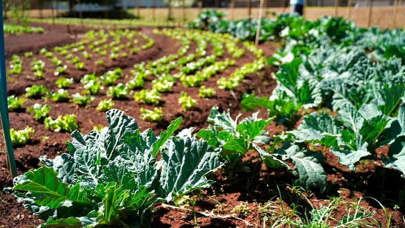 Programa em Goiânia permite troca de materiais recicláveis por alimentos