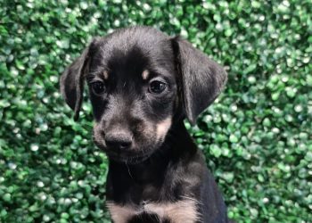 Evento Deu Match Com Meu Pet realiza edição especial de 1 ano em Aparecida
