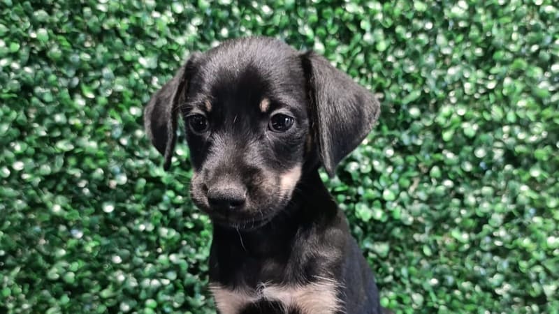 Evento Deu Match Com Meu Pet realiza edição especial de 1 ano em Aparecida