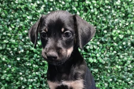 Evento Deu Match Com Meu Pet realiza edição especial de 1 ano em Aparecida