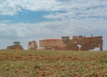 Kraft Heinz tem mais da metade dos funcionários em Goiás e mira dobrar de tamanho no Brasil até 2030