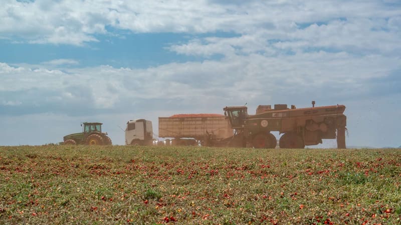 Colheita de tomates na cidade de Itaberaí, em Goiás | Foto: Evandro Bueno