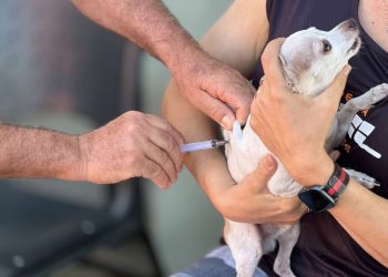 Goiânia realiza vacinação antirrábica em mais de 140 locais neste sábado (19/9)