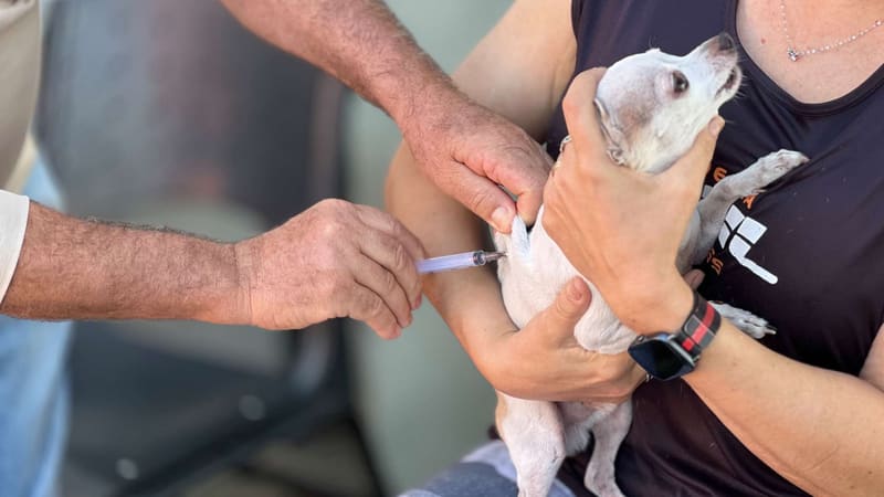 Goiânia realiza vacinação antirrábica em mais de 140 locais neste sábado (19/9)