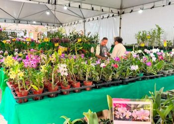 Goiânia recebe exposição de orquídeas com entrada gratuita e ação que troca alimento por mudas