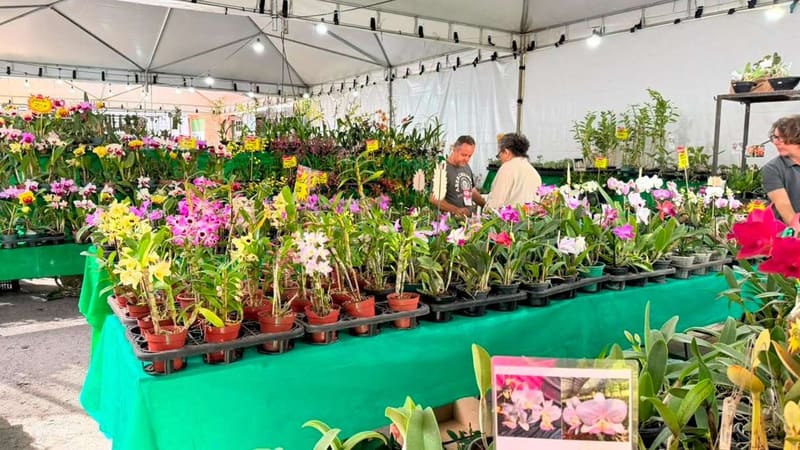 Goiânia recebe exposição de orquídeas com entrada gratuita e ação que troca alimento por mudas