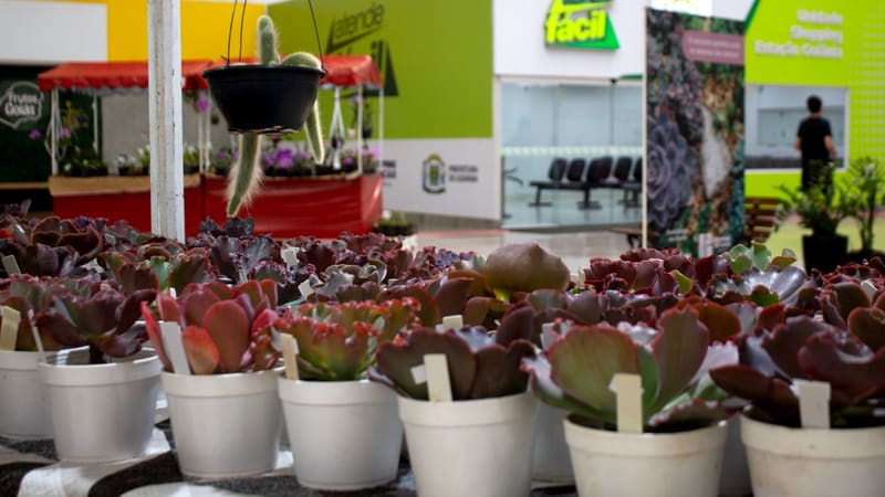 Bazar Estação das Plantas chega à 30ª edição em Goiânia